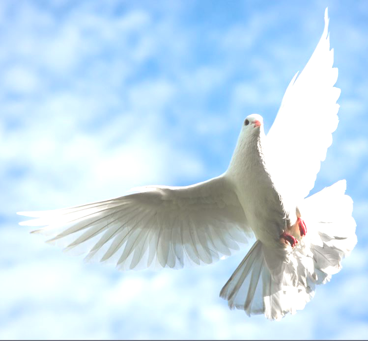 Image of a dove in flight